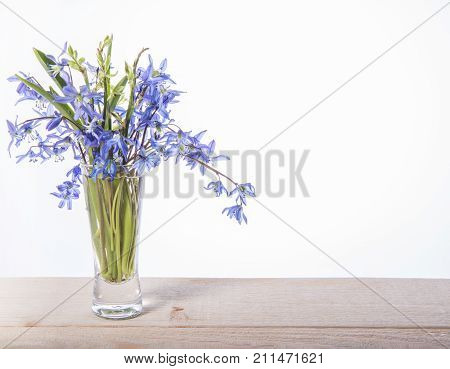 Bouquet of Blue Scilla Squill flowers, snowdrops, first spring flowers on white background. Happy Mother's Day or Spring holidays decoration.