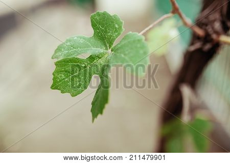 Green leaves backgroundbackground imagebright imagesuitable for text insertion