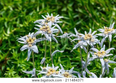 Edelweiss Alpine or Leontopodium ( lat. Leontopodium ). The flowering tree