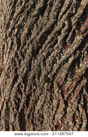 A Large Number Of Bedbugs Of Soldiers Hiding In The Maple Bark In The Autumn Season, Close-up Photo