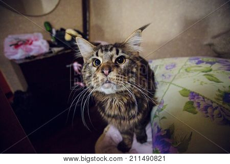 maine coon on a black background young