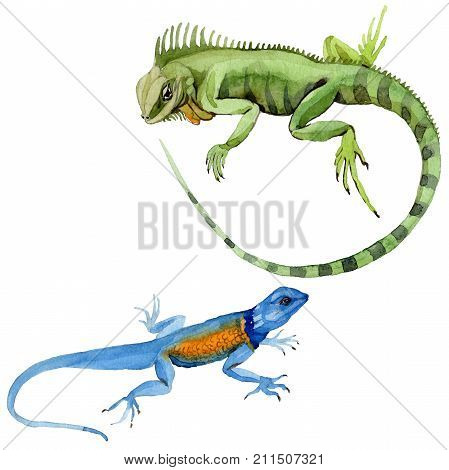 Exotic iguana in a watercolor style isolated. Full name of the reptilian: iguana. Aquarelle exotic reptilian for background, texture, wrapper pattern or tattoo.