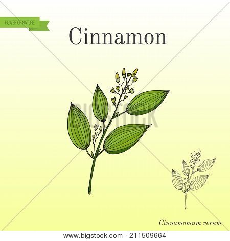 Cinnamomum verum, spice. Hand drawn botanical vector illustration