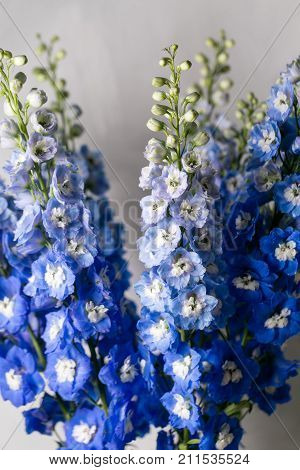 Blue delphinium flower with green leaves on light gray background. copy spae