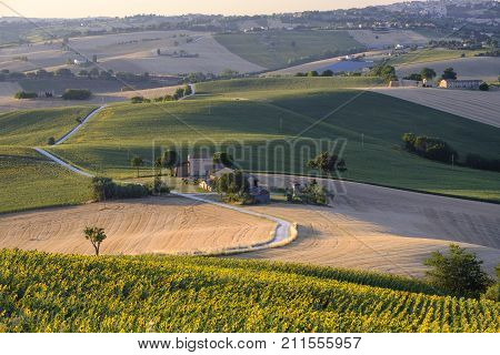 Rural landscape along the road from Filottrano to Appignano (Ancona Marches Italy) at summer.