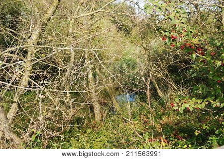 Wildered nature hiding a little stream upwards