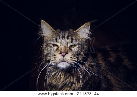 maine coon on a black background young