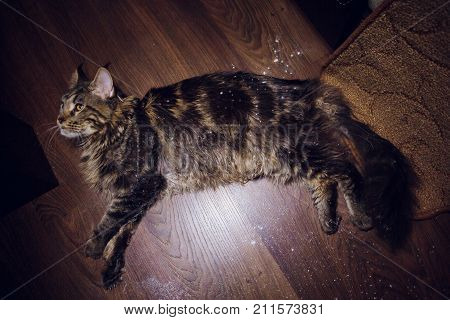 maine coon on a black background young