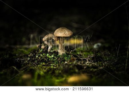 Two Mushrooms