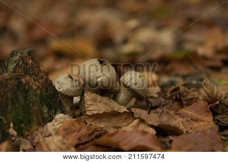 Grouping of three mushrooms that have allready opened up to release their spores