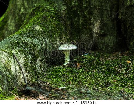 Single white mushroom at a tree trunk