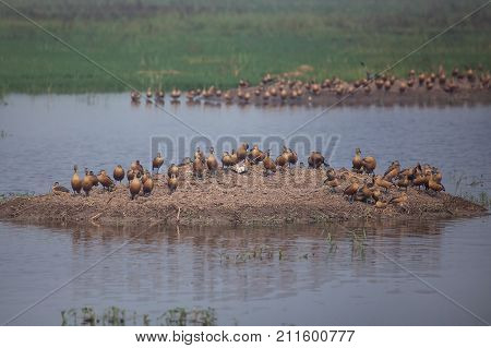 Flock Of Lesser Whistling Ducks In Keoladeo Ghana National Park, Bharatpur, India.