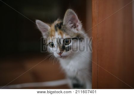European cat portrait. Portrait of beautiful cat. Cute three color cat. European short haired cat. Portrait of tricolor kitten. Cute cat.