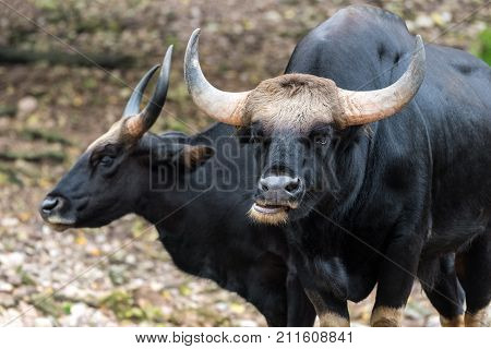 Wild Gaur. Gaur is a bovine native to South Asia and Southeast Asia.