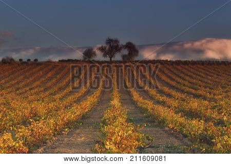 Vineyard in rows in autumn in Najera La Rioja