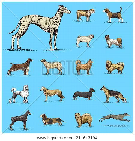 dog breeds engraved, hand drawn vector illustration in woodcut scratchboard style, vintage drawing species. pug and setter, poodle with spitz, springer spaniel whippet hound doberman, shepherd