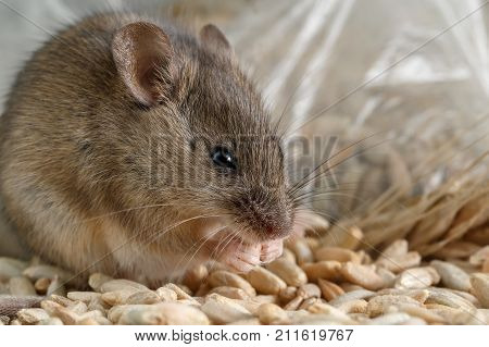 Closeup small mouse gnaws the a grain of rye near of package of grain  inside storehouse. Fight with rodents.