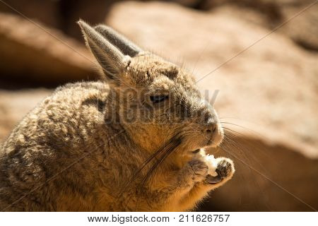 Viscacha lebre comendo com as patas na natureza