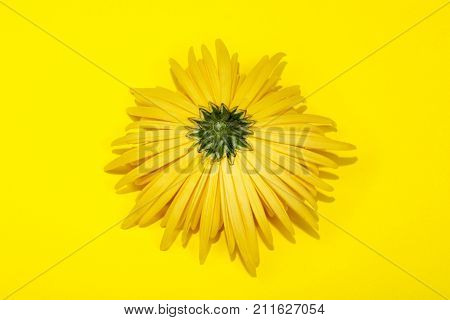 The Reverse Side Of The Yellow Chrysanthemum Flower On A Yellow Background