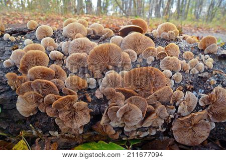 crepidotus mollis mushroom colony on a tree log
