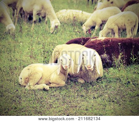 Lamb With Her Mother In The Middle Of The Flock With Vintage Eff