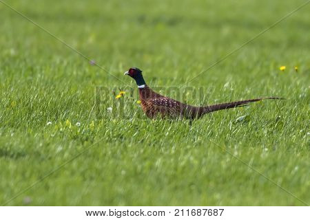 Common Pleasant (fasanius Colchicus)
