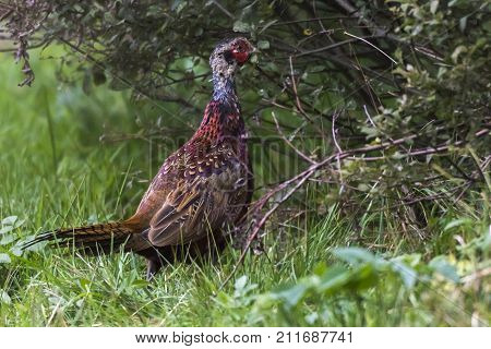 Common Pleasant (fasanius Colchicus)