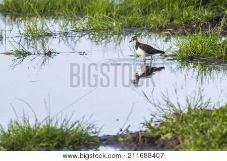 Lapwing (vanellus Vanellus)