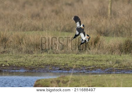 Lapwing (vanellus Vanellus)