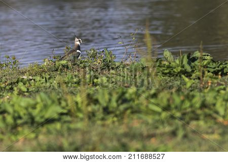 Lapwing (vanellus Vanellus)