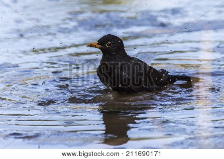 Blackbird (turdus Merula)