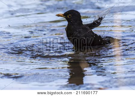 Blackbird (turdus Merula)