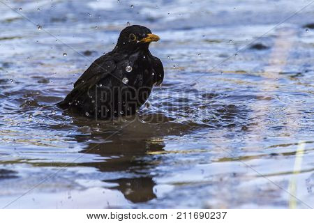 Blackbird (turdus Merula)