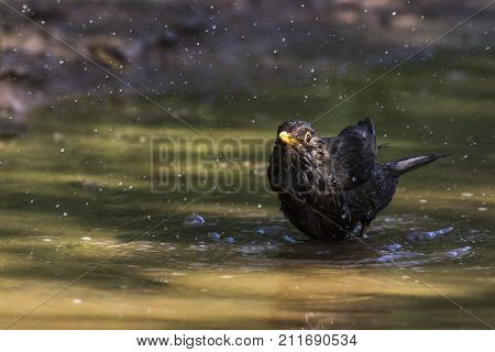 Blackbird (turdus Merula)