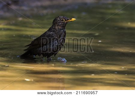Blackbird (turdus Merula)
