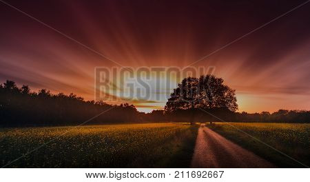 Long exposure of field with yellow flowrs and tree during sunset