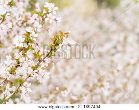 Branch With Blossoms Sakura.