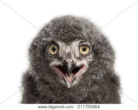 Snowy Owl chick calling, Bubo scandiacus, 31 days old against white background