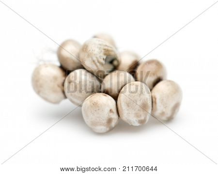 Egg of Giant Peacock Moth, Saturnia pyri, against white background