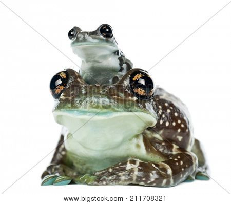 Female Amazon Milk Frog with young, Trachycephalus resinifictrix, portrait against white background