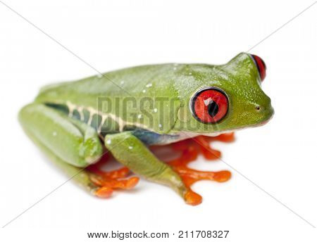 Red-eyed Treefrog, Agalychnis callidryas, against white background