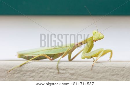 Green Praying Mantis On A Wall (mantis Religiosa)