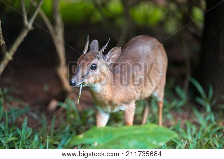 Little royal antelope neotragus pygmaeus in the natural wildlife. Baby deer.