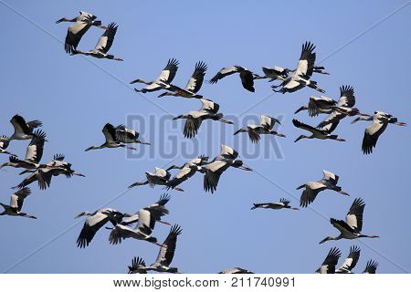 Image of flock of asian openbill stork(Anastomus oscitans) flying in the sky. Bird Wild Animals.