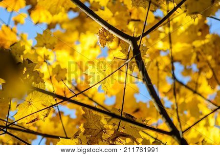 Maple Leaves In Autumn