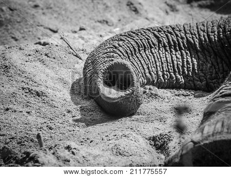 one Elephant trunk in black and white