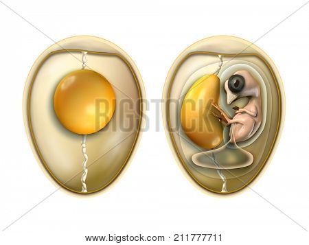 Bird's egg parts with embryo. Digital illustration with included clipping path.