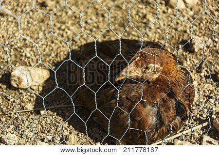 Behind the wire mesh lies a brown chicken