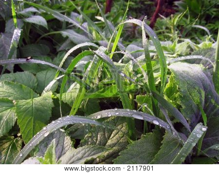 Rugiada su un erba. Verde sfugge. Giardino estivo.