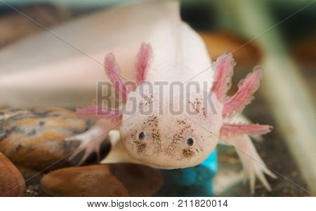 portrait of a funny axolotl in an aquarium